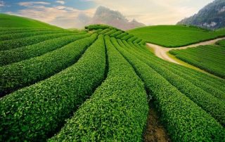 Phí dịch vụ kiểm toán độc lập ở Sơn La