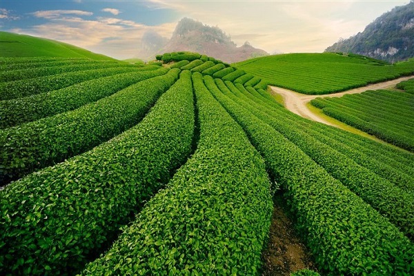 Phí dịch vụ kiểm toán độc lập ở Sơn La 