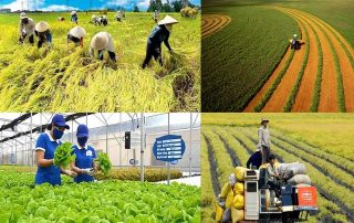PHÂN BIỆT HÀNG NÔNG SẢN KHÔNG CHỊU THUẾ, CHỊU THUẾ 0%, KKKNT