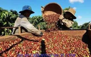 Thuế VAT hàng nông sản là bao nhiêu? Quy định chi tiết ra sao? Công ty kinh doanh nông sản cần lưu ý gì: Tìm hiểu cùng chuyên gia