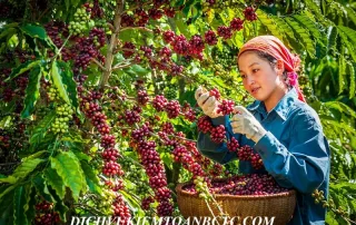 Từ ngày 1/7/2025: thuế suất thuế hàng nông sản chưa qua chế biến từ KKKNT sang thuế suất 5%