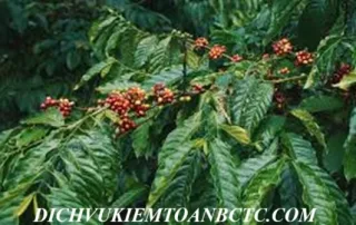Xuất khẩu cà phê có phải chịu thuế GTGT không