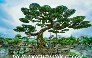 Bán hoa cây cảnh các loại thì phải kê khai và nộp những loại thuế nào