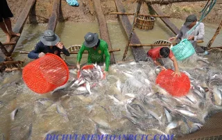 Cá tra nuôi, đánh bắt chưa qua chế biến chịu mức thuế GTGT bao nhiêu? Có được giảm từ ngày 1/7/2025