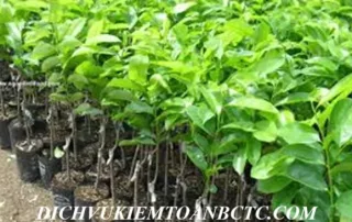Bán cây giống chịu thuế gtgt bao nhiêu %