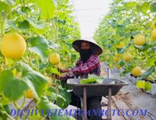 Năm 2026 hàng nông sản có chịu thuế GTGT không?